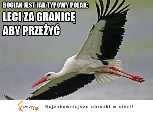 Bocian jak typowy Polak! Zobacz dlaczego!