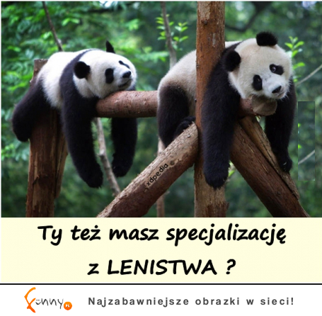 Specjalizacja LENISTWO