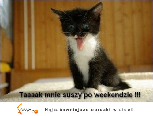 Suszy mnie!