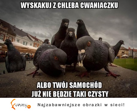 Wyskakuj z chleba cwaniaczku :)