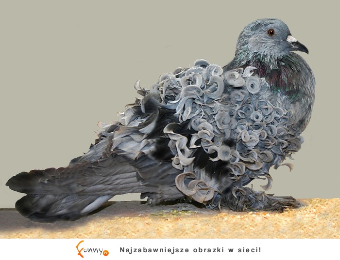 Zwierzaki z niesamowitymi włosami! Zwierzaki z niesamowitymi włosami!