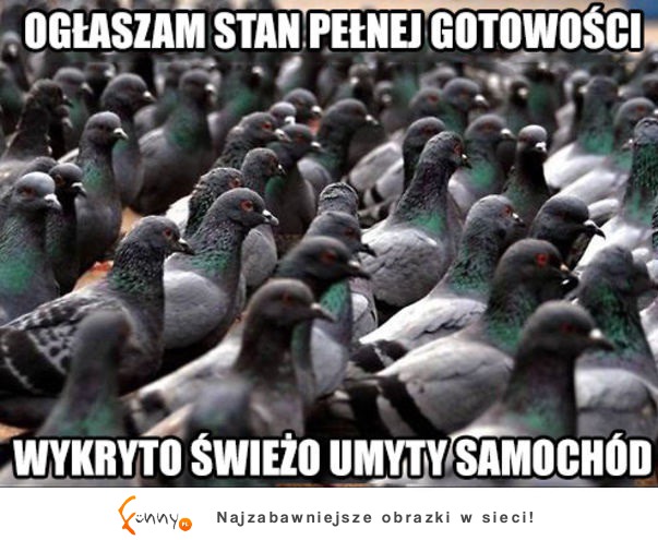 Gołębie takie są