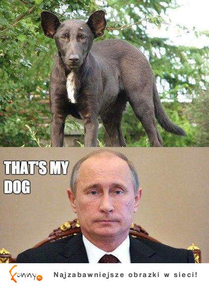 Pies Putina :)