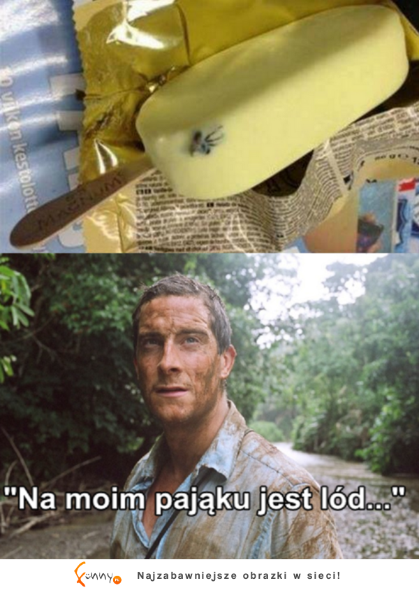 Mój pająk