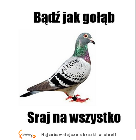 gołąb