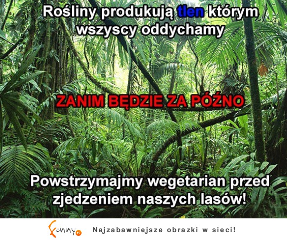 Chrońmy drzewa