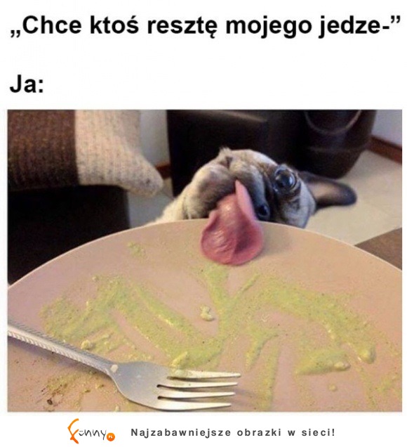 mój pies