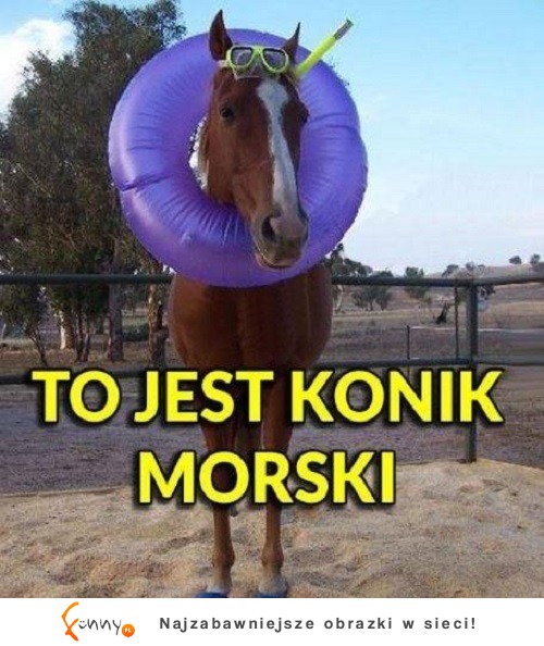 Konik morski