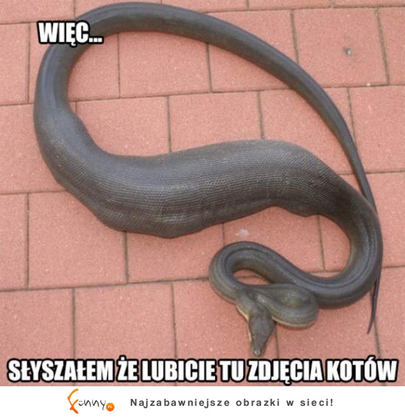 słyszałem, że lubicie tu zdjęcia kotów