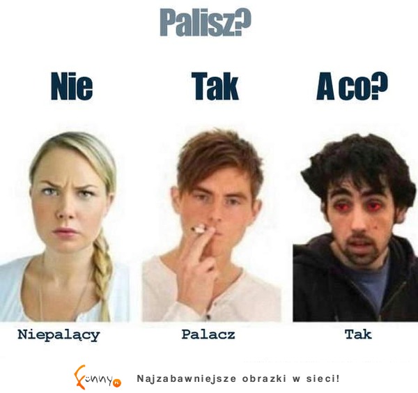 Palisz?