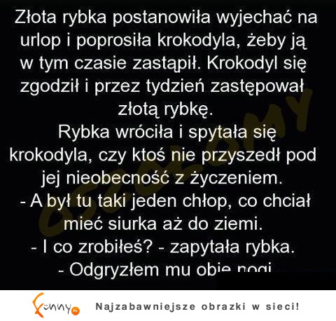 Krokodyl zastępował złotą rybkę. Dobrze rozwiązał ten problem! HAHA