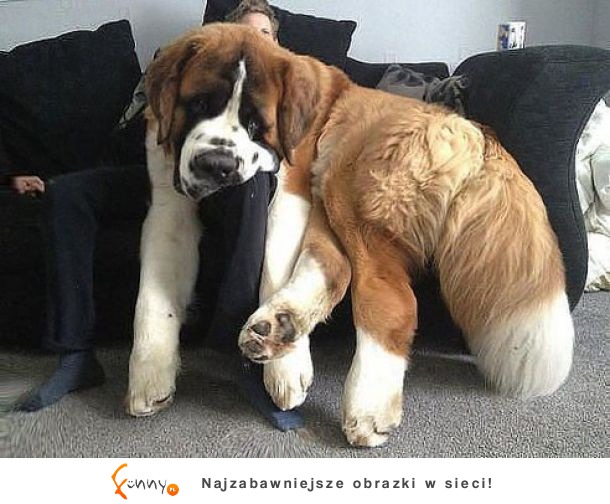 Tylko nie na kanapie