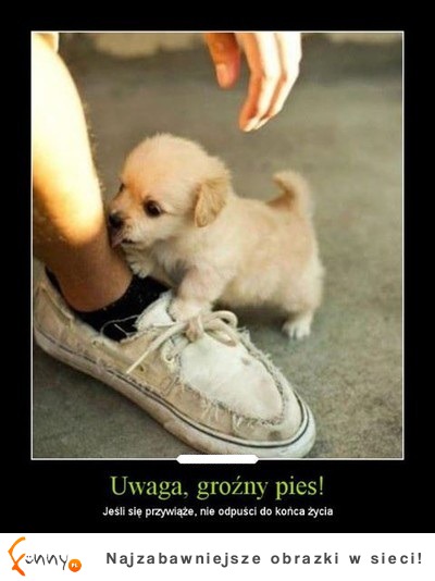 Uwaga PIES :D