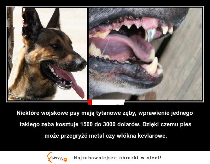 Niektóre wojskowe psy mają tytanowe zęby!