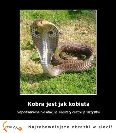 Kobra jak kobieta