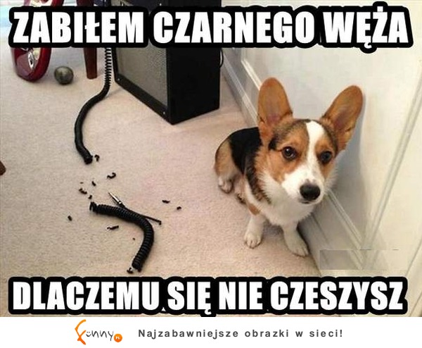 Zabiłem czarnego węża :D