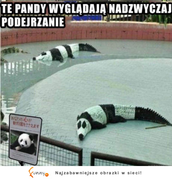 podejrzane pandy