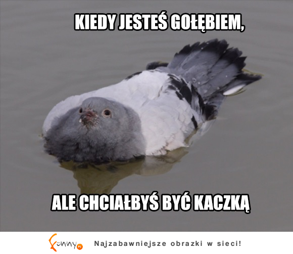 Chce być kaczką