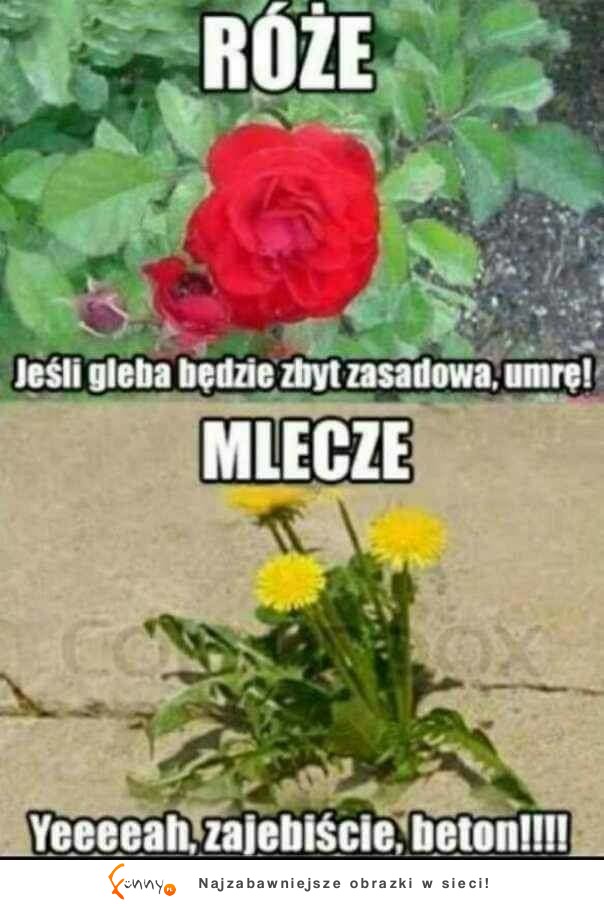 mlecze kontra róże