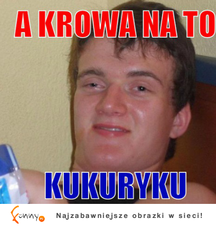 A krowa na to...