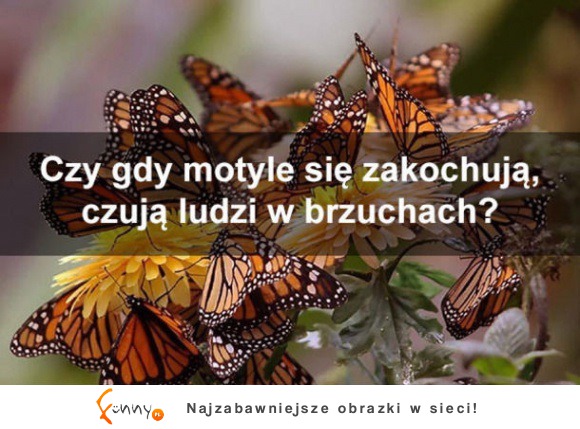 Zakochany motyl