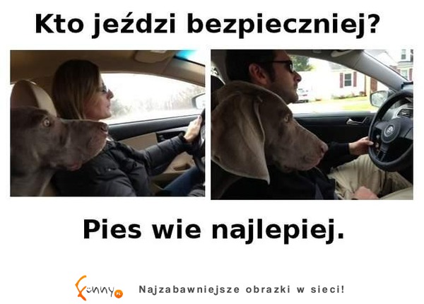 Pies wie najlepiej :>