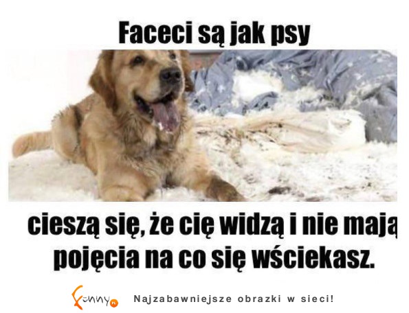 Facet jest jak pies