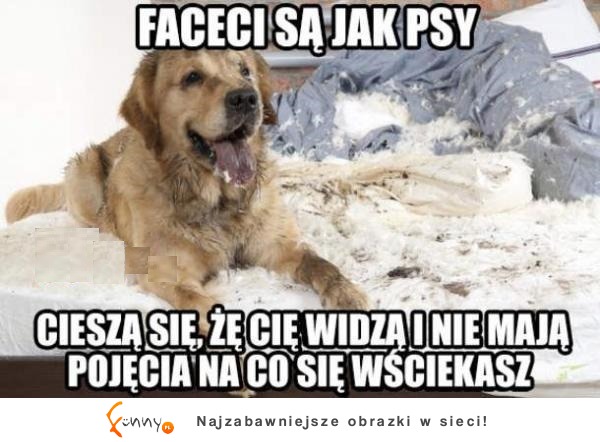 FACECI SĄ JAK PSY