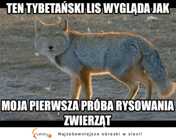 Ten lis wygląda dokładnie tak, jak... XD