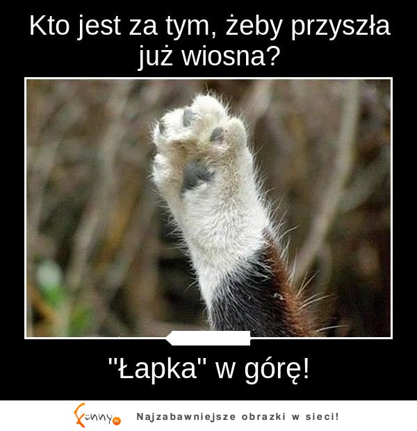 Łapka w górę