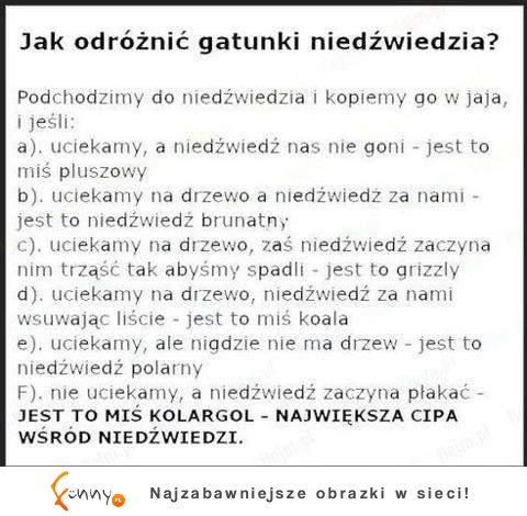 Jak odróżniać gatunki niedźwiedzia? :)