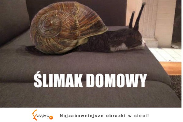 Ślimak domowy