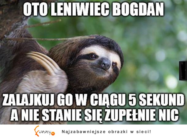 Oto leniwiec Bogdan