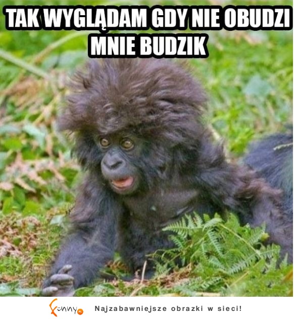 Tak wyglądam gdy nie obudzi mnie budzik! :D