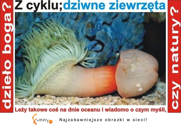 Z cyklu: dziwne zwierzęta ;D