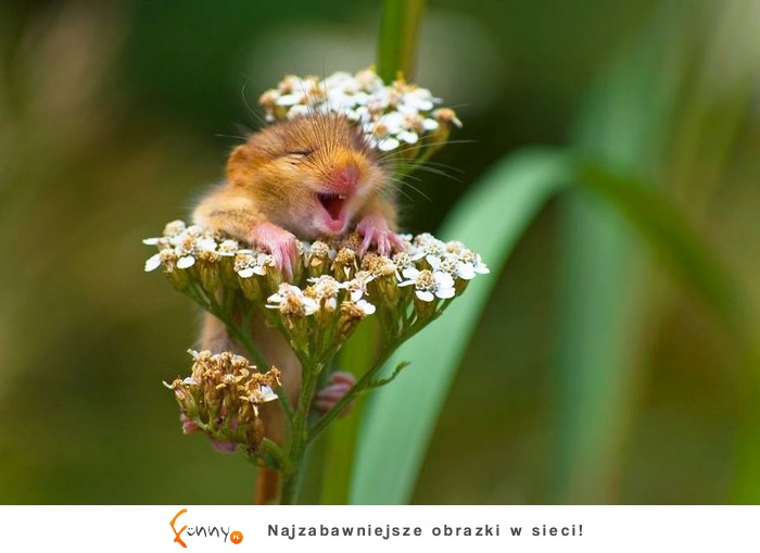 Najlepsze zdjęcia z „The Comedy Wildlife Photography" 2017, czyli zbiór zabawnych zdjęć zwierzaków Najlepsze zdjęcia z „The Comedy Wildlife Photography" 2017, czyli zbiór zabawnych zdjęć zwierzaków