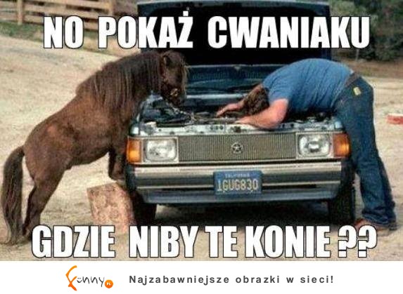 No pokaż cwaniaku