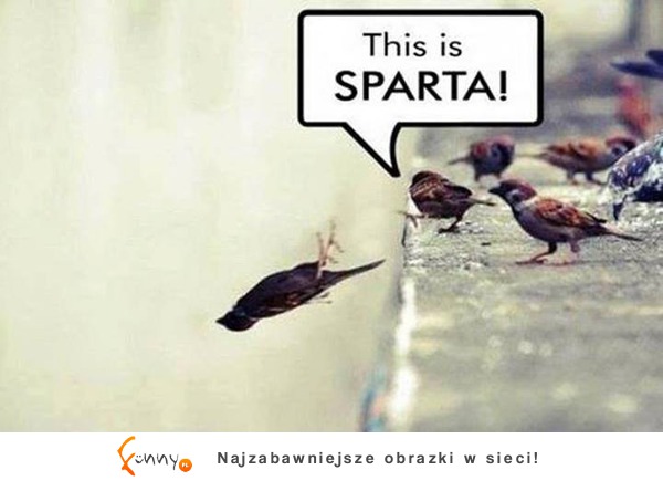 This is SPARTA!