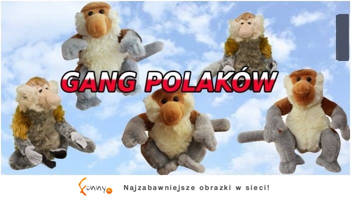 gang polaków