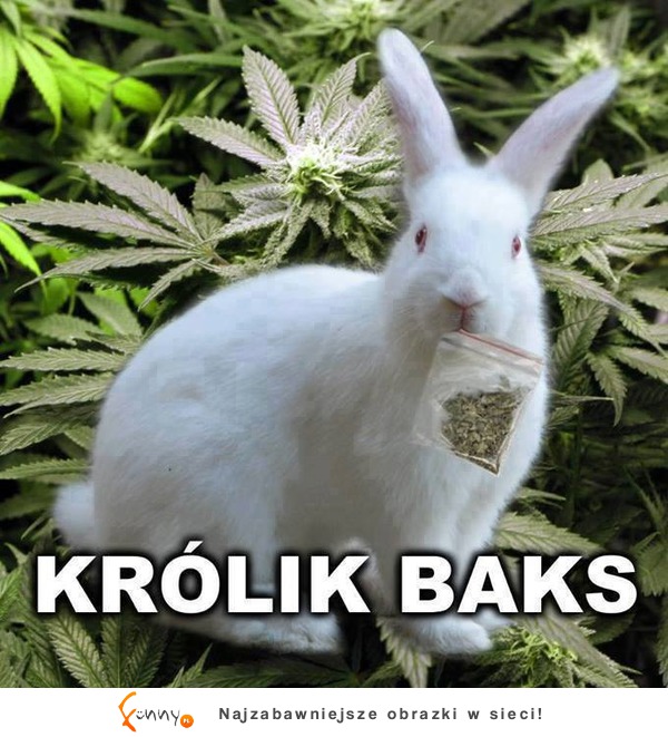 Królik Baks