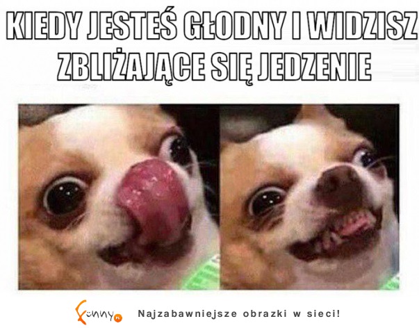 Głodomor