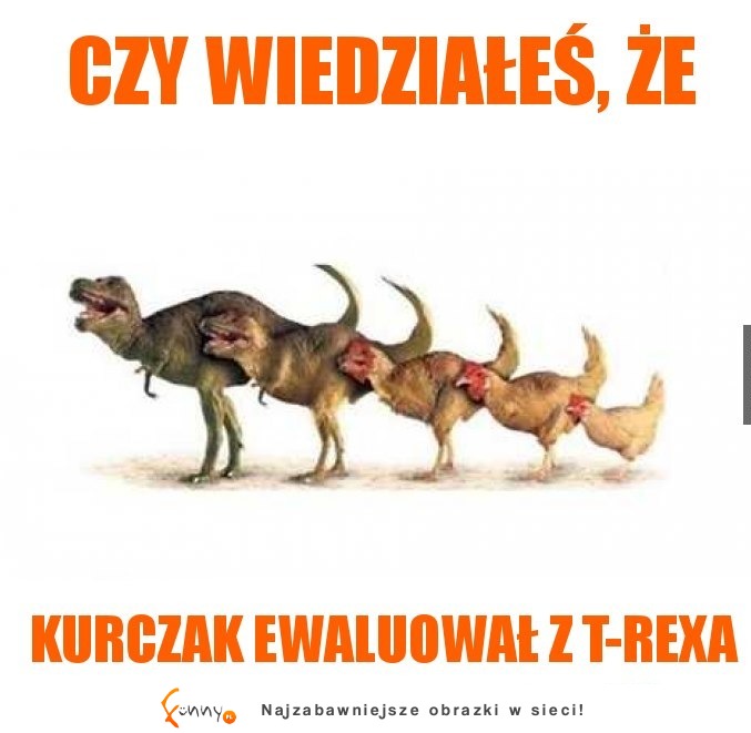 Już wiemy z czego ewaluował KURCZAK! XD