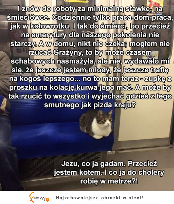 Problemy kotów