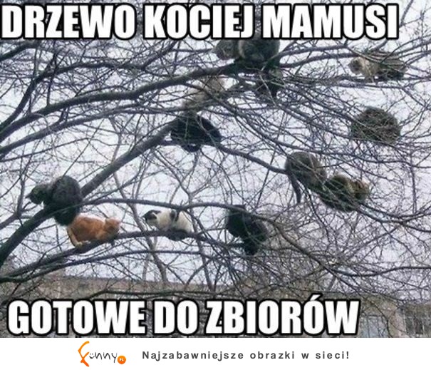 DRZEWO KOCIEJ MAMUSI