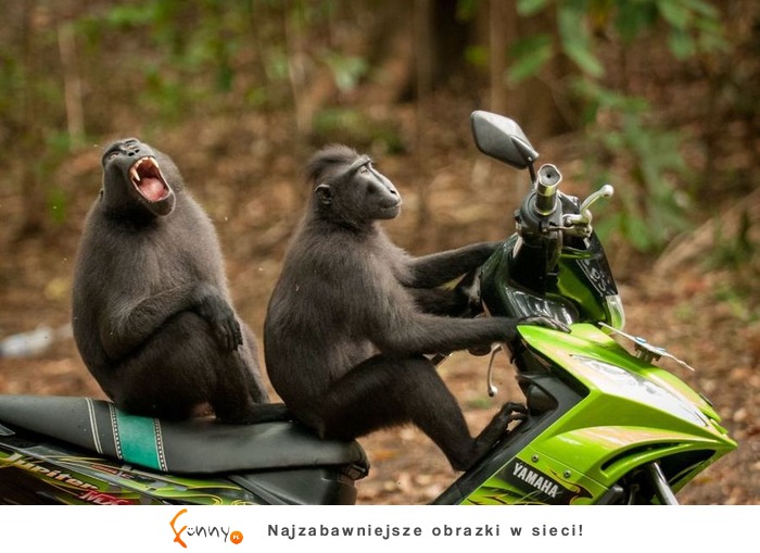 Najlepsze zdjęcia z „The Comedy Wildlife Photography" 2017, czyli zbiór zabawnych zdjęć zwierzaków Najlepsze zdjęcia z „The Comedy Wildlife Photography" 2017, czyli zbiór zabawnych zdjęć zwierzaków