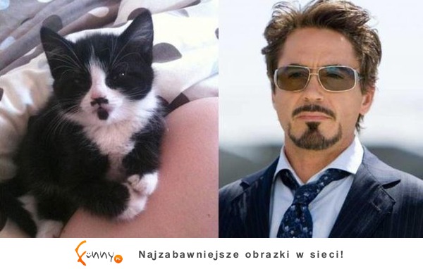 Meow vs  Robert Downey Jr.