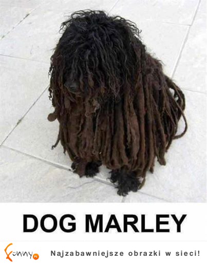 Dog Marley