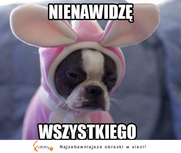 Nienawidzi wszystkiego