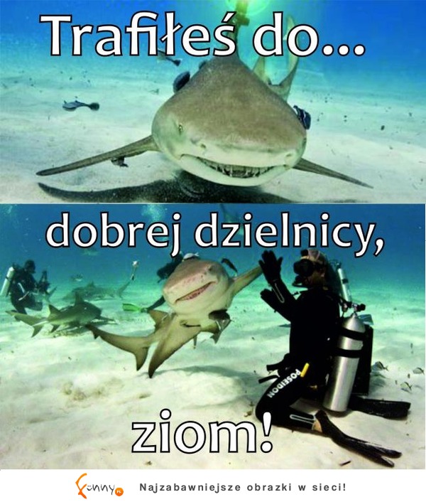 Trafiłeś do dobrej dzielinicy, zioM!