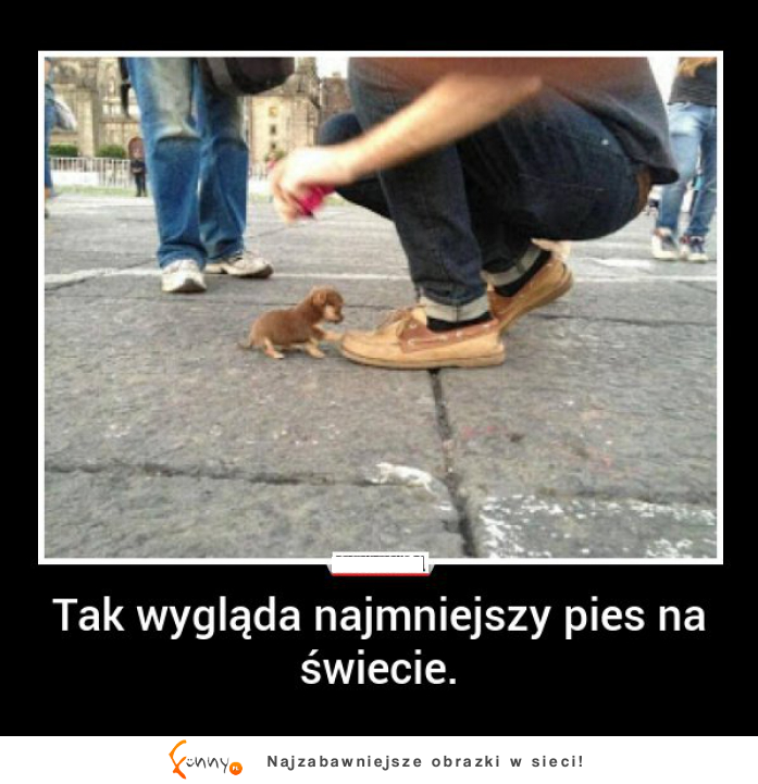 Tak wygląda najmniejszy pies na świecie! :)